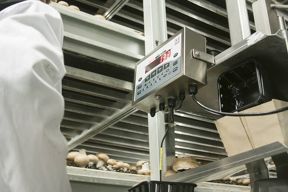 Food Process Industry Scale Installation & Repairs in Michigan - 1_US_CW90_MushroomApplication_Lg