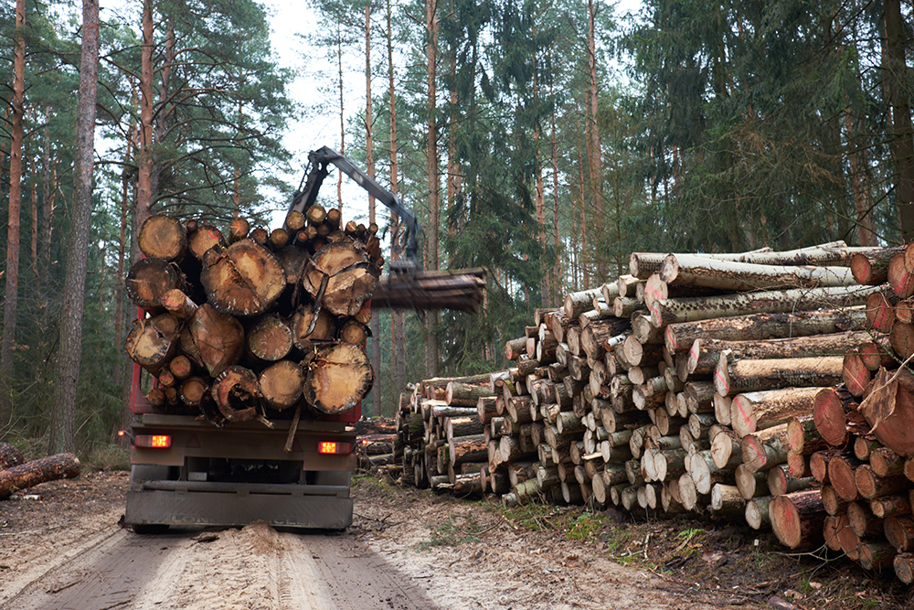 Forestry Industry Scale Installation & Repair Service in Michigan - AdobeStock_319253591